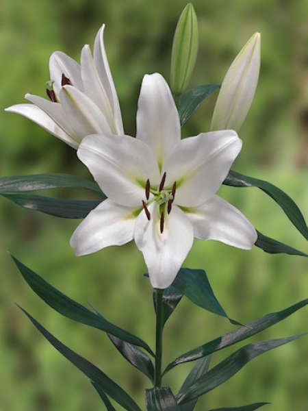 Buy Lily Bulbs | Pangea Longiflorum Oriental x Oriental Trumpet Lily | Gold  Medal winning Harts Nursery